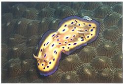 A splendid Chromodoris easy to spot at night taken on the... by Alessio Viora 